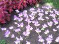Autumn crocus